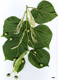 SpeciesSub: subsp. cordifolia